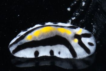 Media type: image;   Malacology 393807 Description: live specimen;
